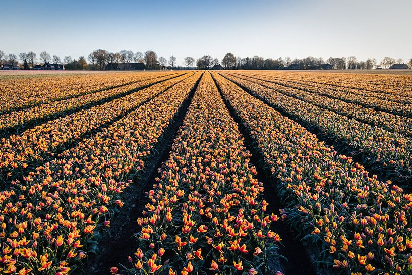 Tulipes de Hollande. sur Anneke Hooijer