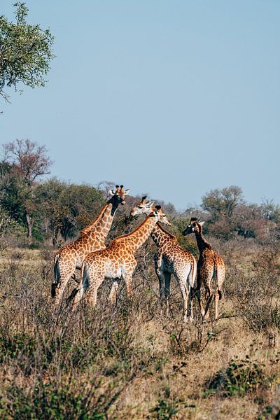 Girafes majestueuses dans le parc Kruger par Suzanne Spijkers