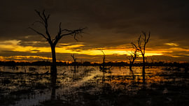 Coucher de soleil sur un marais inondé avec la silhouette d'arbres morts sur Johannes Jongsma