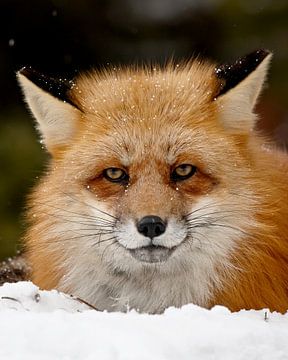 LPH 71318882 Rode vos in de sneeuw van BeeldigBeeld Food & Lifestyle