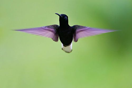 Rouwkolibri in vlucht, Brazilië