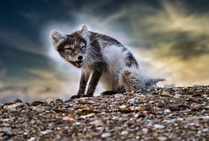 Polarfuchs im Schnee — Svalbard