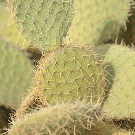 Kaktus von Caroline Guerain