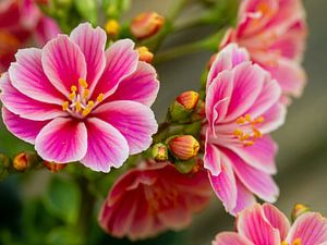 Bitterwurz, Lewisia cotyledon