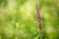 Käfer-Orchidee (Listera), Wilde Orchidee von Carola Schellekens Miniaturansicht