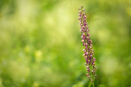 Käfer-Orchidee (Listera), Wilde Orchidee