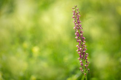 Keverorchis (Listera), Wilde orchidee