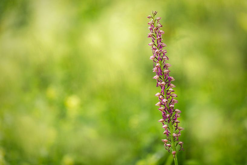 Käfer-Orchidee (Listera), Wilde Orchidee von Carola Schellekens