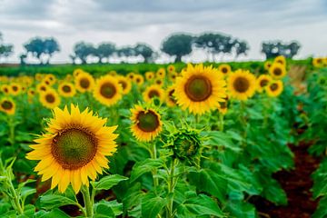 sunflowers