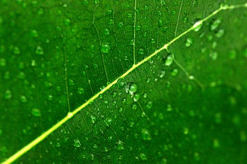 Close up van een groen blad met waterdruppels.