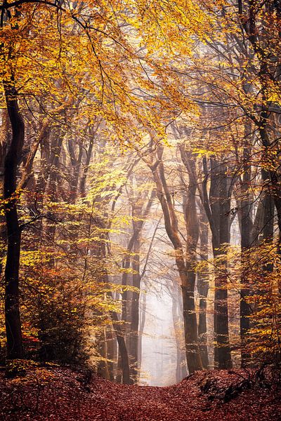 Speulderbos van Lars van de Goor