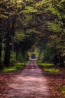 See-through forest
