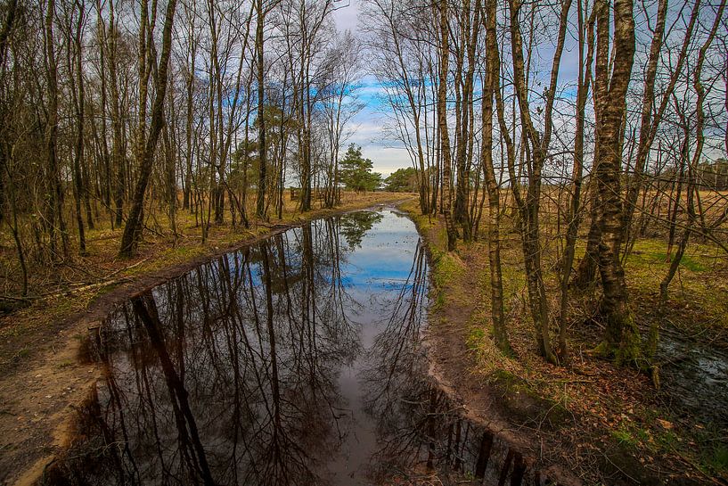 Réflexion des bouleaux dans une flaque d'eau par Maarten Salverda