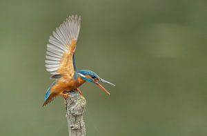 IJsvogel sur Menno Schaefer