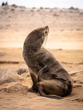Otarie à fourrure du Cap sur Willemijn Wolthaus