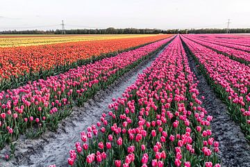 Tulipes dans le nord des Pays-Bas