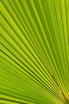 Palmblatt und mediterranes Sonnenlicht 2