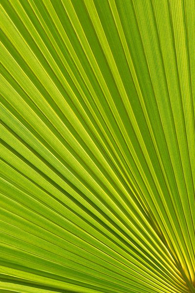Palm leaf and Mediterranean sunlight 2 by Adriana Mueller