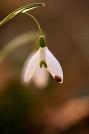 Marienkäfer sur Alena Holtz