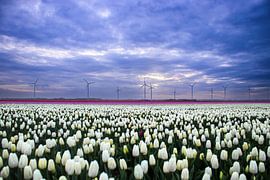 White tulip field with windmills in Flevoland by Jos van den Berg