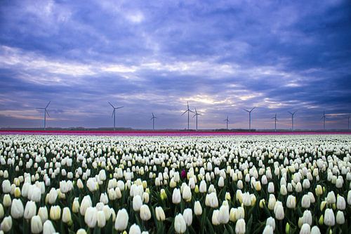 Wit tulpenveld met windmolens in Flevoland