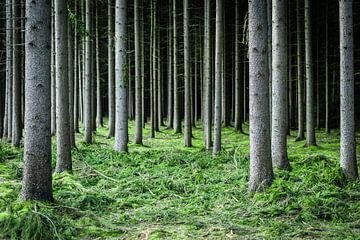 Nadelbäume im Nadelwald von Robert Ruidl