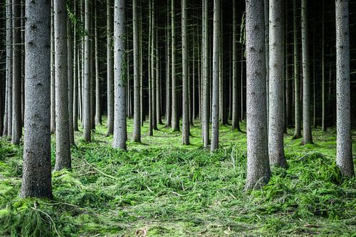 Nadelbäume im Nadelwald