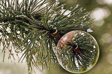 Pine needle in the glass ball by Christine Nöhmeier