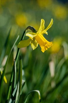 Daffodil #2 by Anita van Hengel