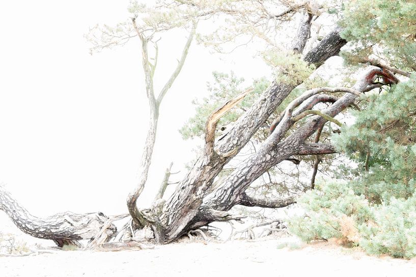 Pine tree by D. Henriquez