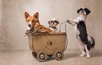 Hondenfamilie, Shih tzu en Gorki van Wendy van Kuler Fotografie thumbnail