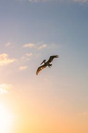 Pelican by Danielle van Rossum