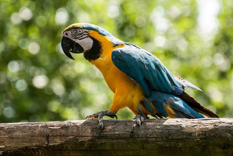 Ara : Safaripark Beekse Bergen von Loek Lobel