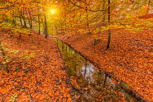 Forest brook in autumn colours sur Rob Kints