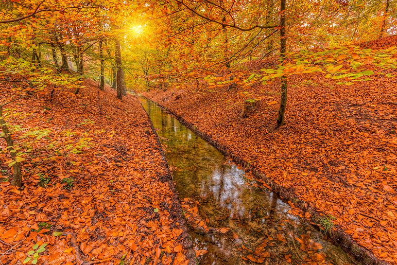  Herbstfarben an einem Bach im Wald bei Sonnenuntergang von Rob Kints