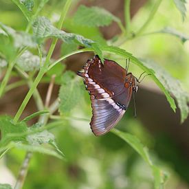 Papillons de chocolat sur Matthias Brix