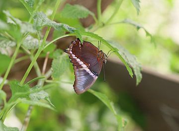 Papillons de chocolat sur Matthias Brix