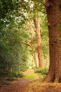 Herbstlicher Wald schön wie Tapete