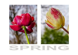 Spring Symphony 2 – An Elegant Diptych of Tulips by Jos Voormolen