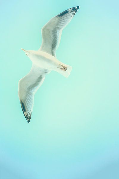 Möwe im Flug von Uwe Merkel