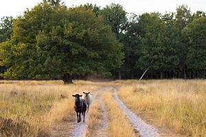 Schapen Dwingelderveld (Drenthe - Nerderland) van Marcel Kerdijk