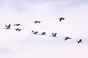 Kranichvögel oder Kraniche, die im Herbst in einen Sonnenuntergang fliegen