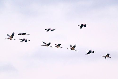 Kraanvogels vliegend in een zonsondergang tijdens de herfst