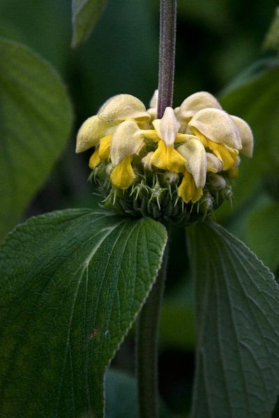 Separate plant by foto-fantasie foto-fantasie