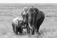 Auf Safari in Afrika: Elefantenmutter mit Jungen in der Serengeti-Ebene (schwarz-weiß) von Rini Kools Miniaturansicht