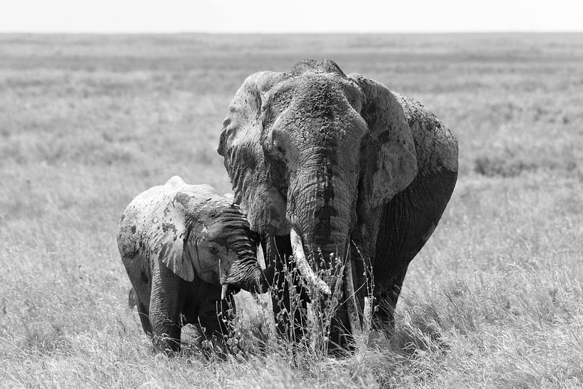 Auf Safari in Afrika: Elefantenmutter mit Jungen in der Serengeti-Ebene (schwarz-weiß) von Rini Kools