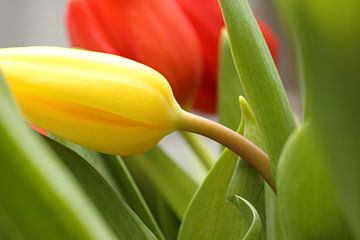 Gelbe Tulpe van Markus Wegner