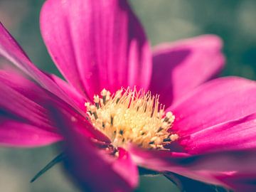 Gros plan sur la fleur rose en macrophotographie