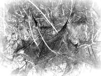 Caterpillar 4