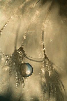 Goutte d'eau dans la lumière dorée du matin